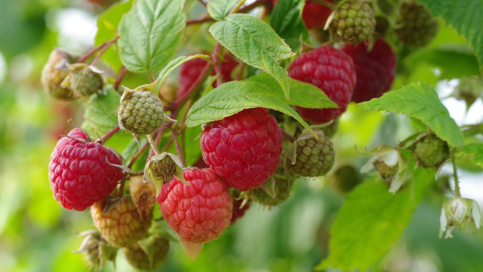 Обои природа, листья, малина, ягоды, урожай, nature, leaves, raspberry, berries, harvest разрешение 2232x1484 Загрузить