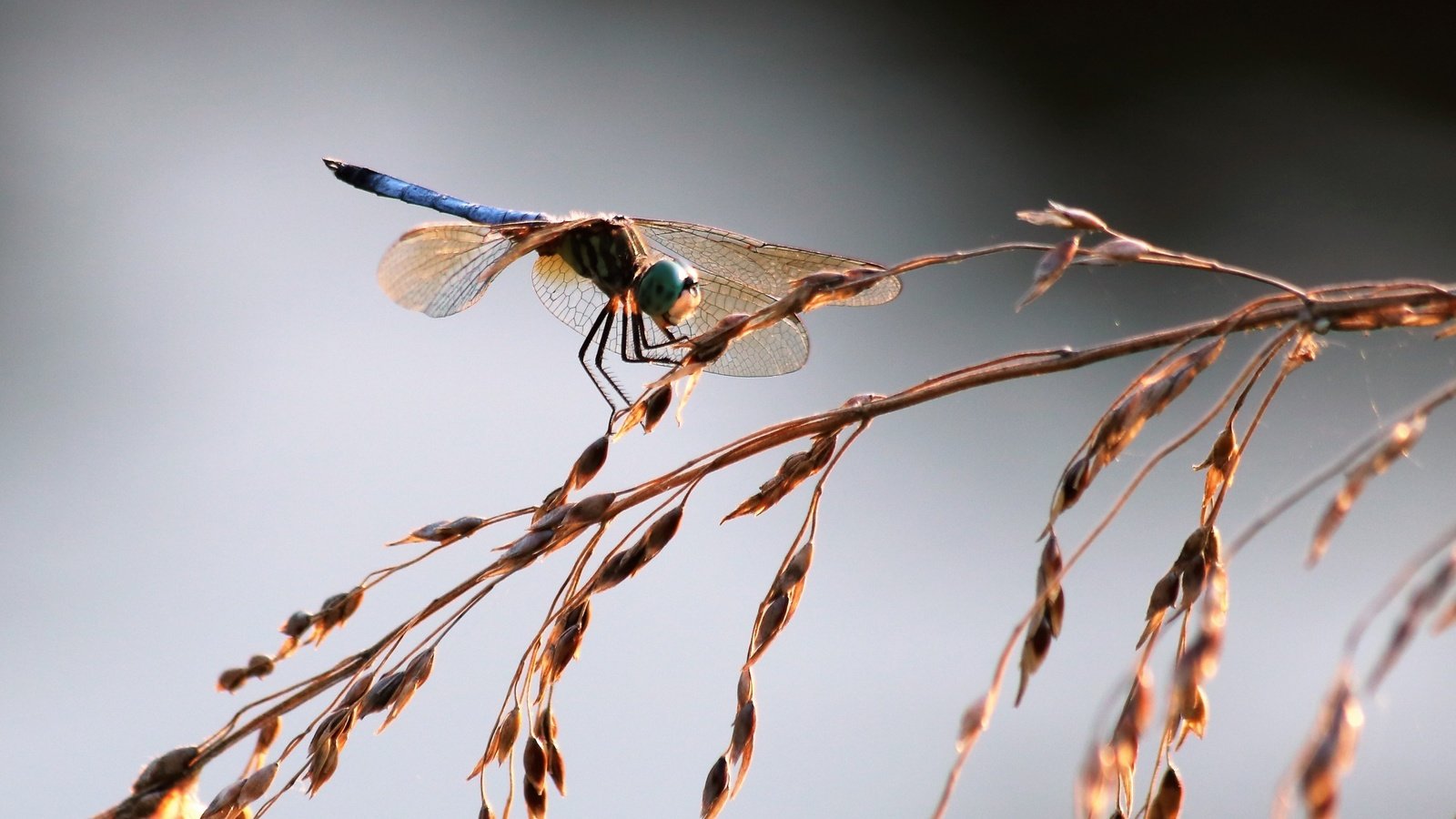 Обои трава, насекомое, крылья, стрекоза, колоски, grass, insect, wings, dragonfly, spikelets разрешение 1920x1328 Загрузить