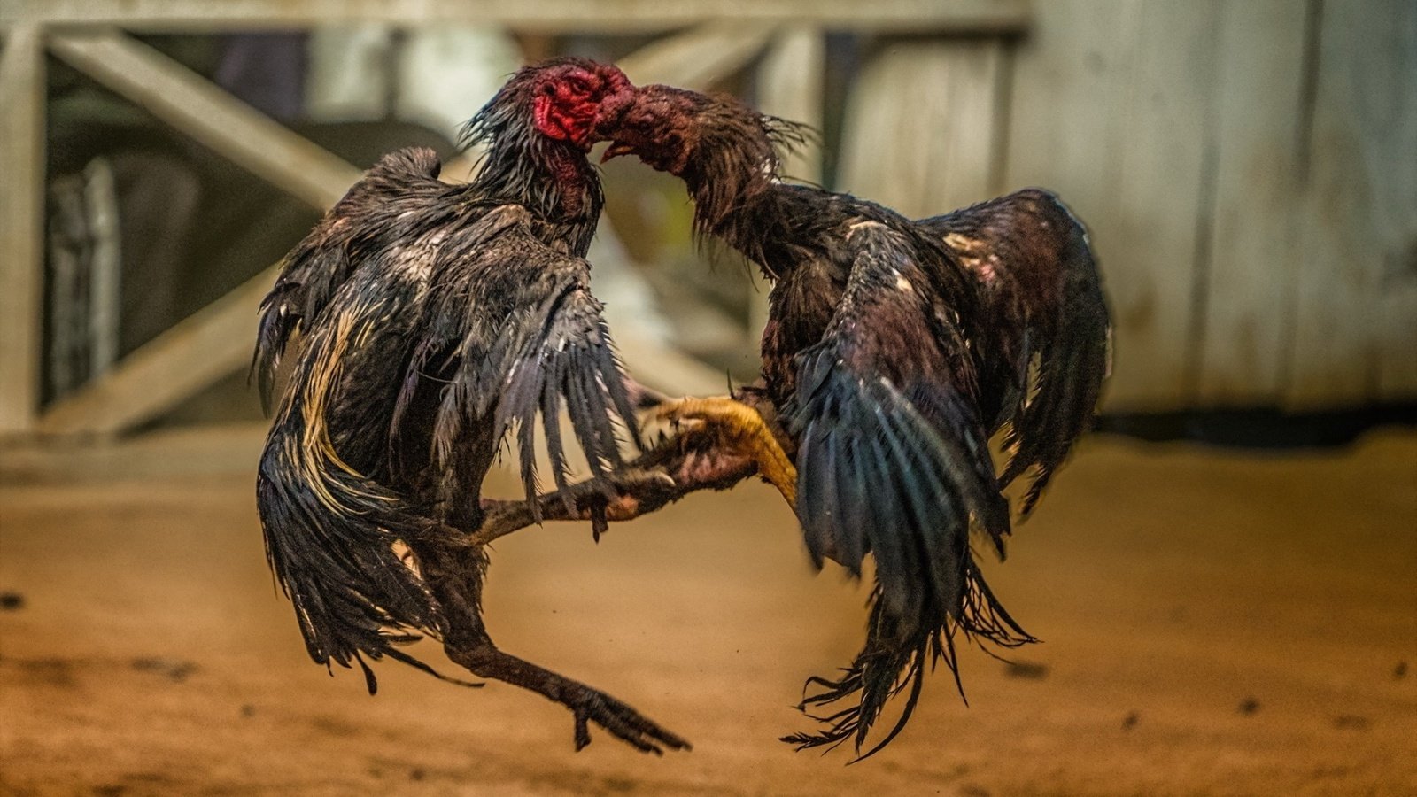 Обои бой, петухи, battle, roosters разрешение 1920x1200 Загрузить