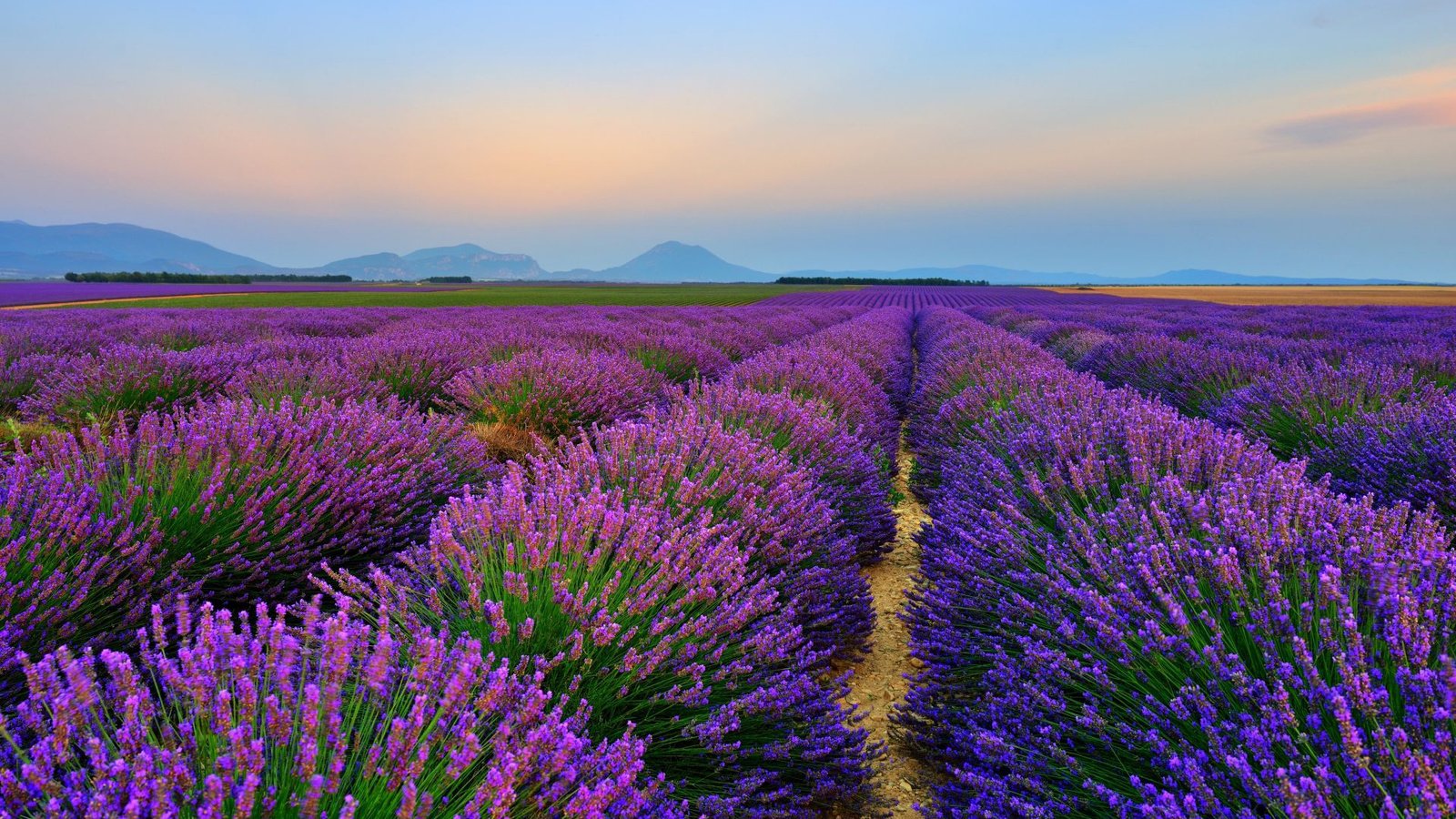 Обои цветы, природа, пейзаж, поле, лаванда, flowers, nature, landscape, field, lavender разрешение 1920x1200 Загрузить