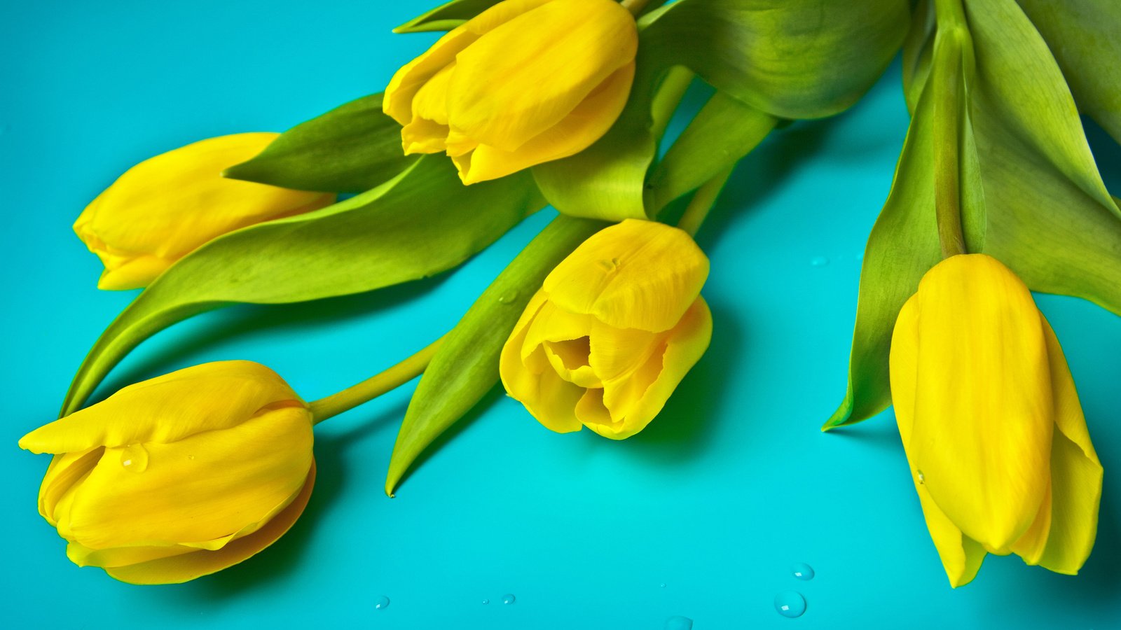 Обои цветы, тюльпаны, flowers, tulips разрешение 3840x2400 Загрузить