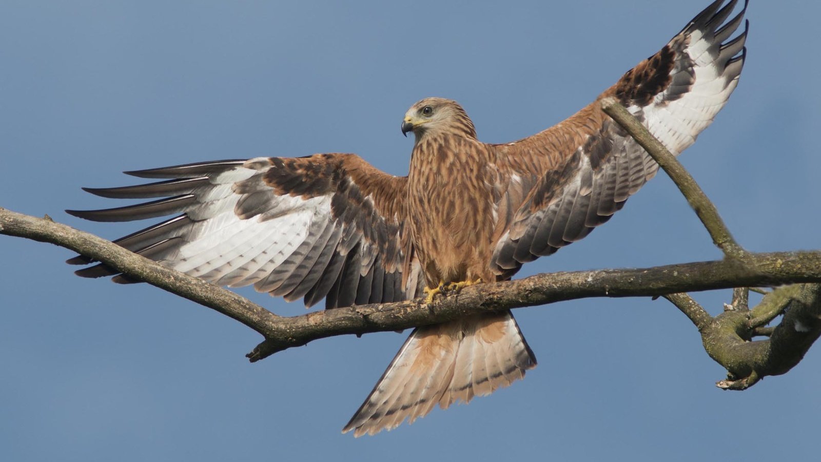 Обои небо, ветка, крылья, птица, клюв, перья, сокол, the sky, branch, wings, bird, beak, feathers, falcon разрешение 1920x1200 Загрузить