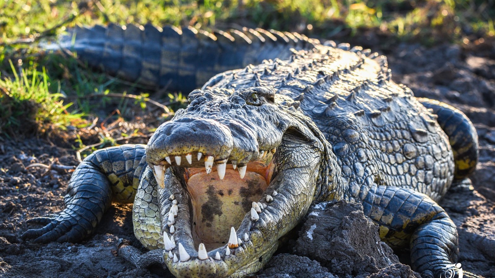 Обои зубы, крокодил, пасть, пресмыкающиеся, teeth, crocodile, mouth, reptiles разрешение 2048x1254 Загрузить