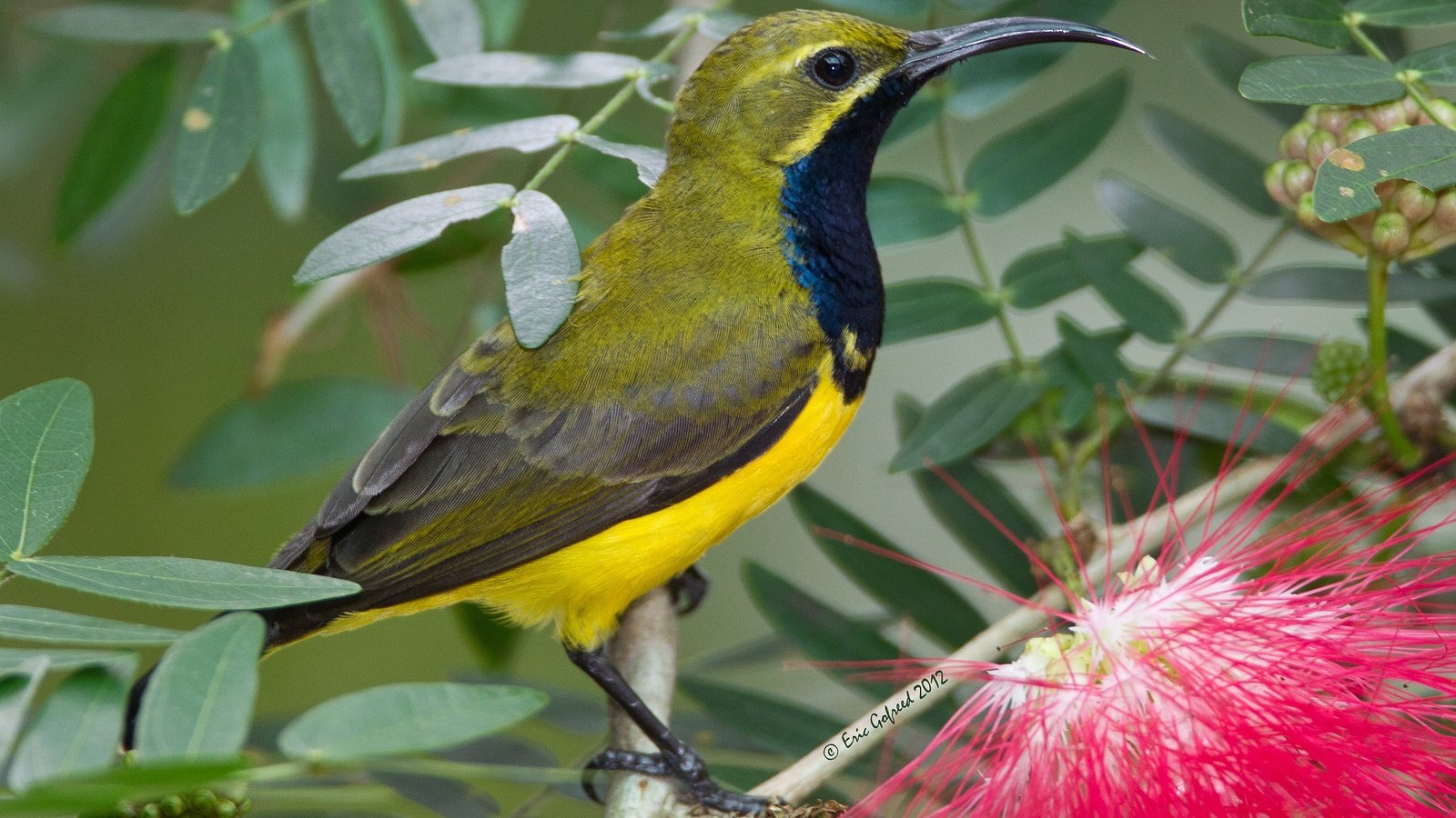 Обои цветок, птица, клюв, нектарница, желтогорлая нектарница, flower, bird, beak, the sunbird, jeltocorna double разрешение 2048x1375 Загрузить