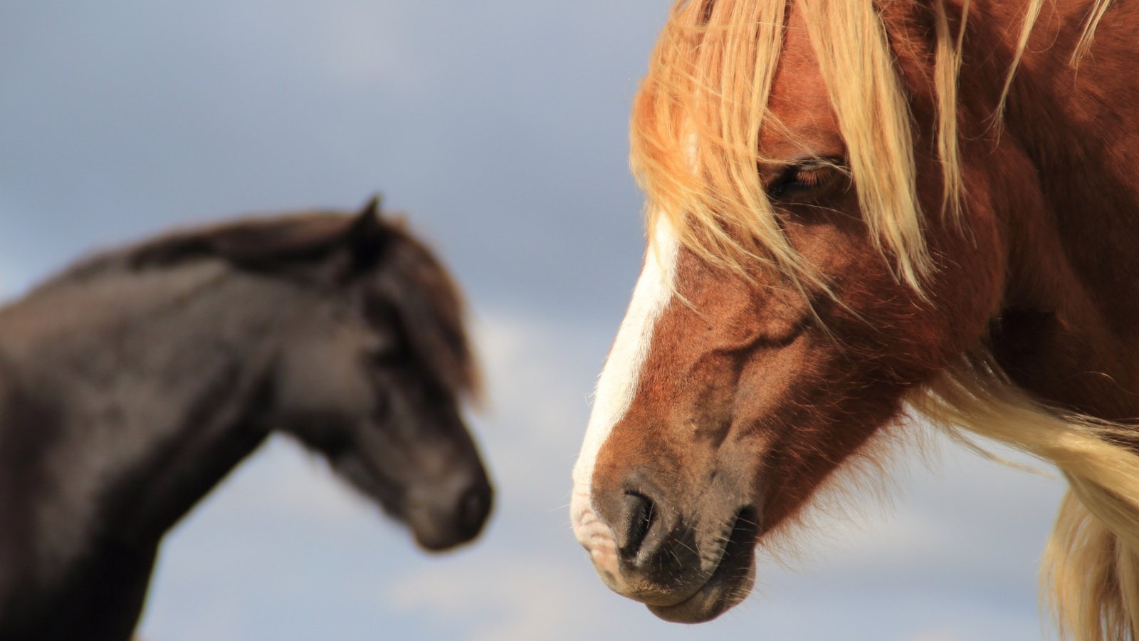 Обои лошадь, фон, конь, грива, horse, background, mane разрешение 2048x1365 Загрузить