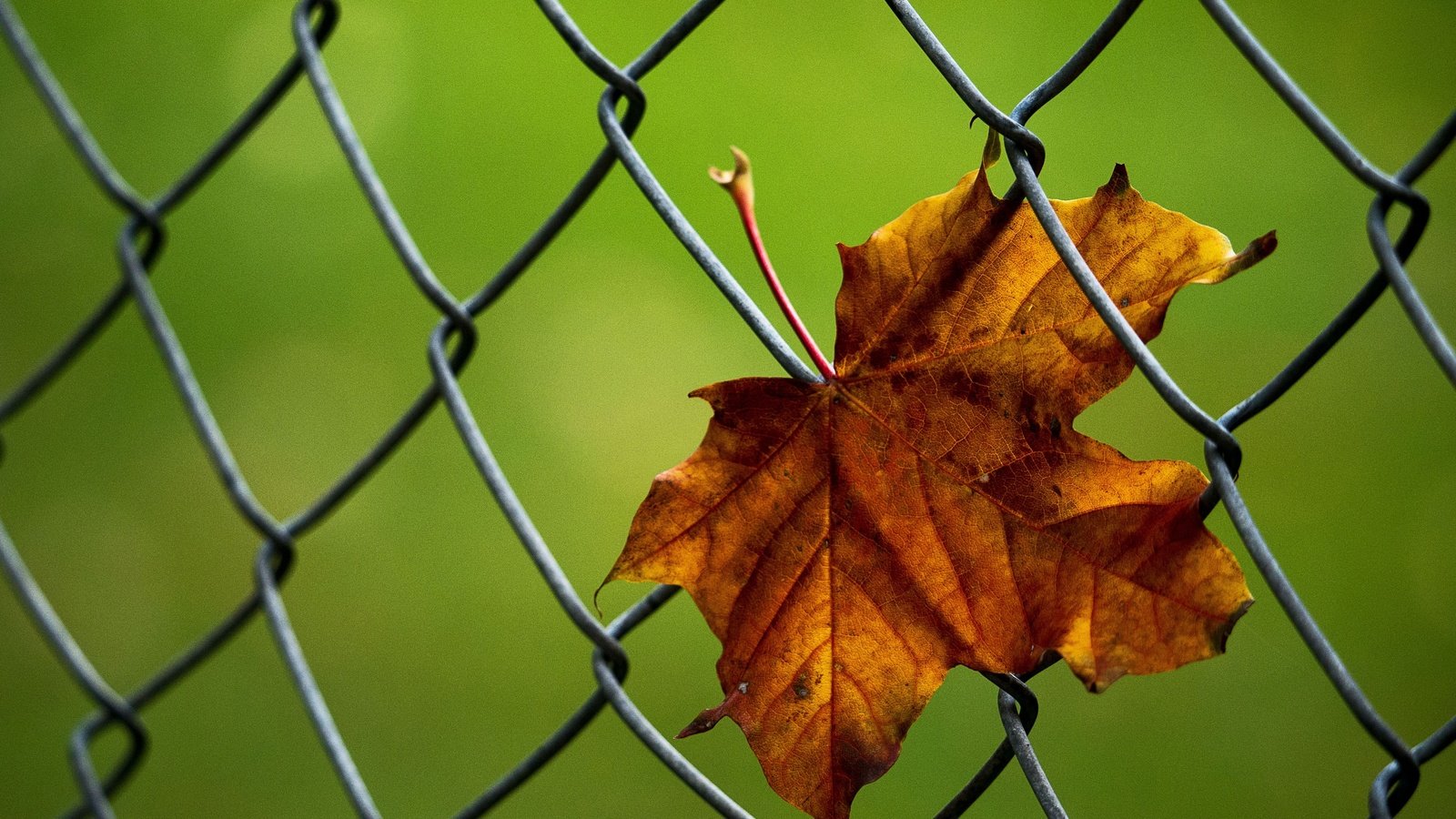 Обои макро, осень, лист, сетка, кленовый лист, рабица, macro, autumn, sheet, mesh, maple leaf, netting разрешение 3800x2712 Загрузить