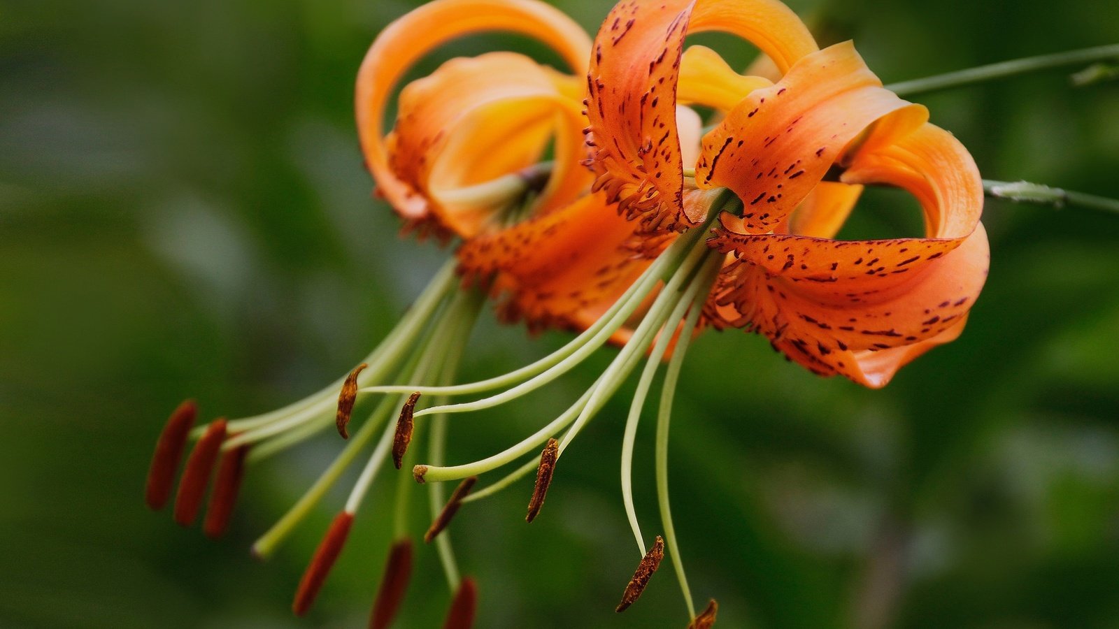 Обои цветы, макро, тычинки, лилии, боке, тигровая лилия, flowers, macro, stamens, lily, bokeh, tiger lily разрешение 2048x1428 Загрузить