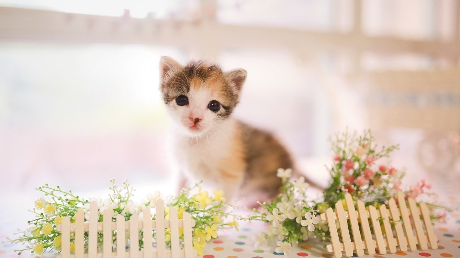 Обои кот, мордочка, кошка, взгляд, котенок, малыш, цветочки, заборчик, cat, muzzle, look, kitty, baby, flowers, the fence разрешение 2048x1372 Загрузить