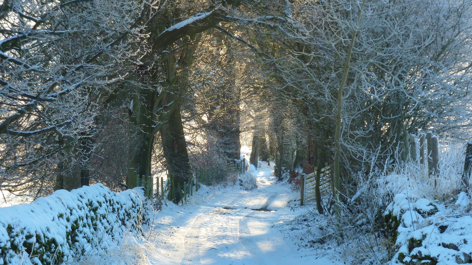 Обои дорога, снег, природа, лес, зима, иней, road, snow, nature, forest, winter, frost разрешение 2880x1800 Загрузить