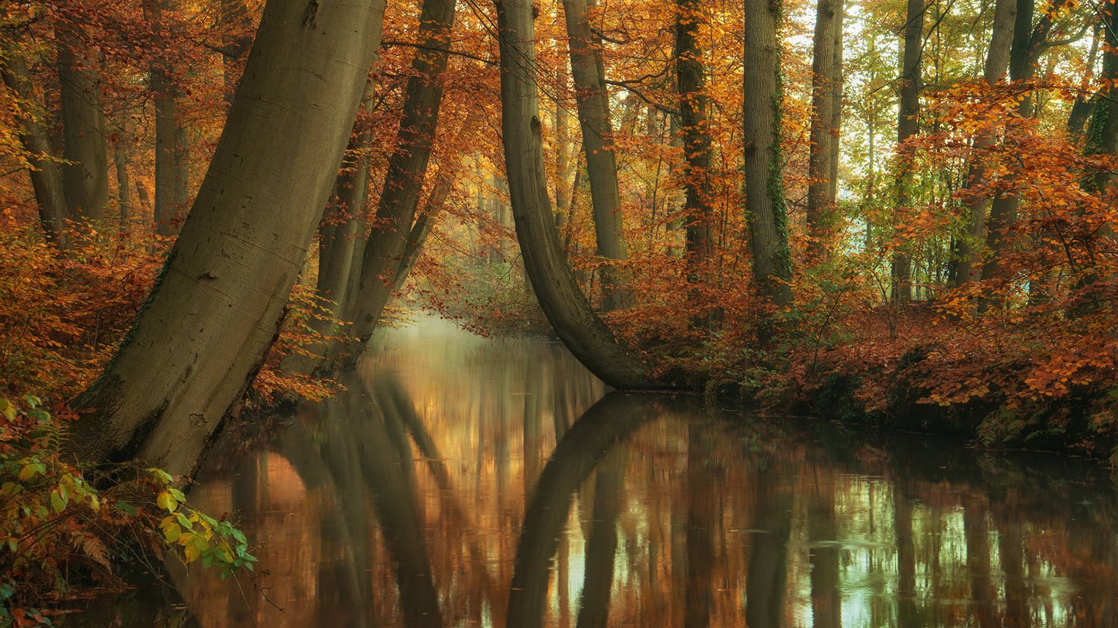 Обои деревья, река, природа, лес, отражение, стволы, осень, trees, river, nature, forest, reflection, trunks, autumn разрешение 1920x1200 Загрузить