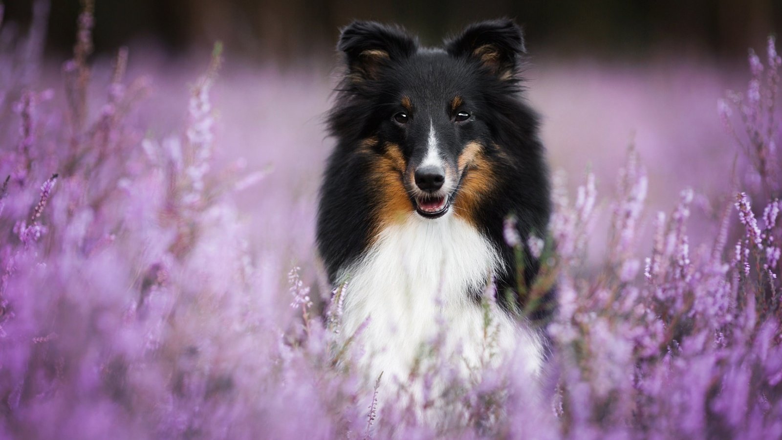 Обои цветы, мордочка, взгляд, собака, шелти, aleksandra kielreuter, flowers, muzzle, look, dog, sheltie разрешение 1920x1200 Загрузить