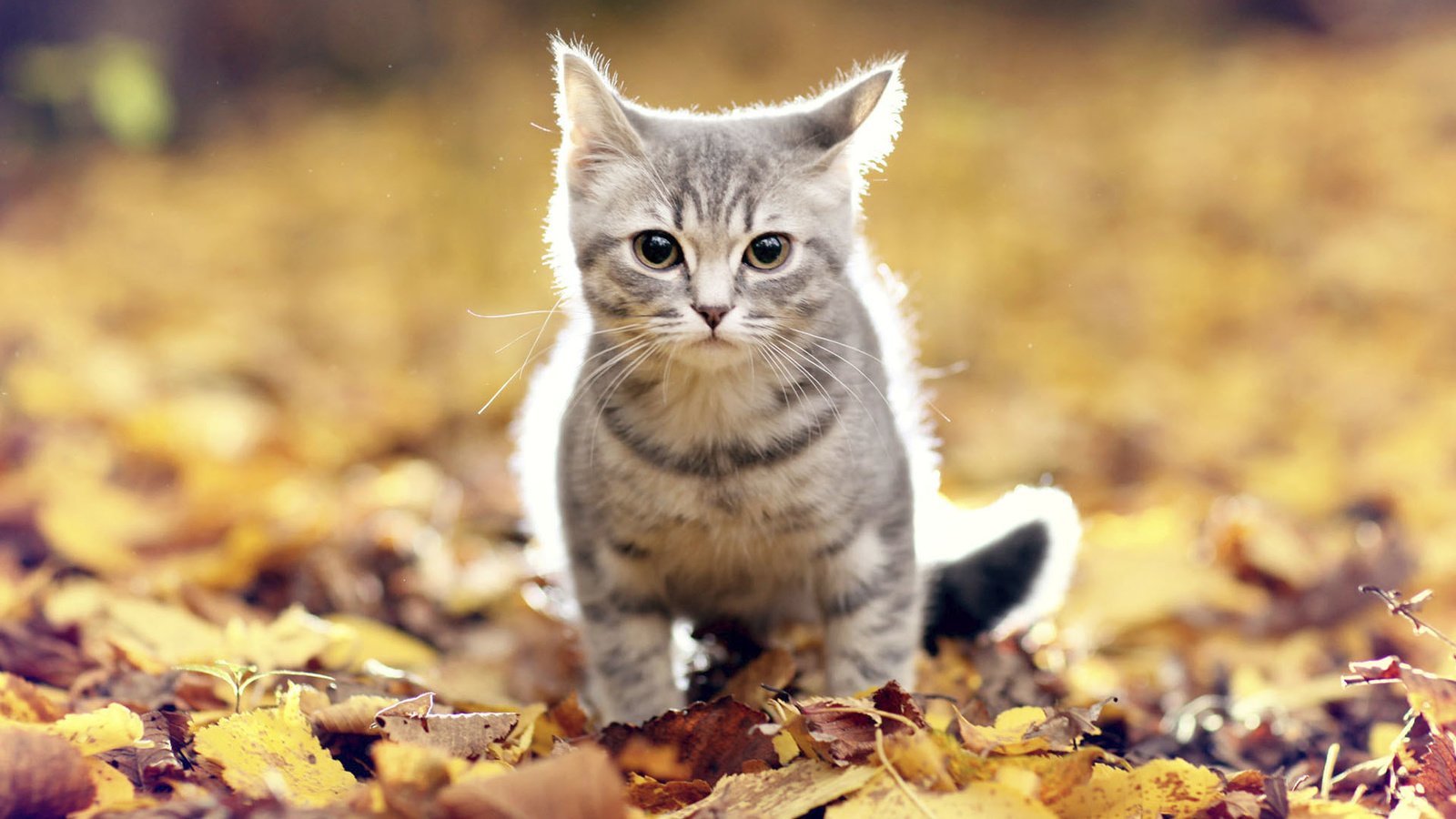 Обои листья, мордочка, усы, кошка, взгляд, осень, leaves, muzzle, mustache, cat, look, autumn разрешение 1920x1200 Загрузить