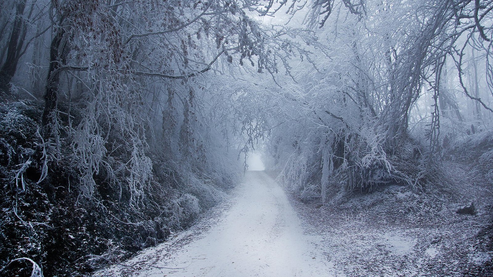 Обои деревья, природа, лес, зима, парк, туман, ветки, иней, trees, nature, forest, winter, park, fog, branches, frost разрешение 1920x1200 Загрузить