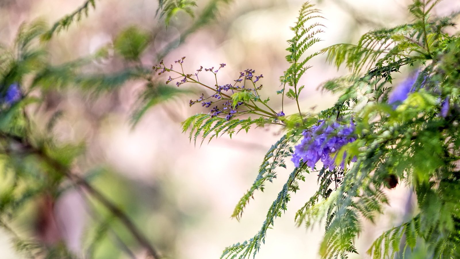 Обои цветы, природа, макро, фон, ветки, размытость, flowers, nature, macro, background, branches, blur разрешение 1920x1200 Загрузить