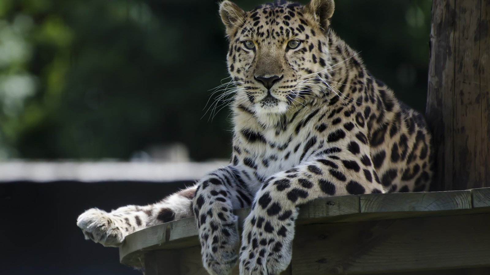 Обои леопард, хищник, большая кошка, leopard, predator, big cat разрешение 1920x1200 Загрузить
