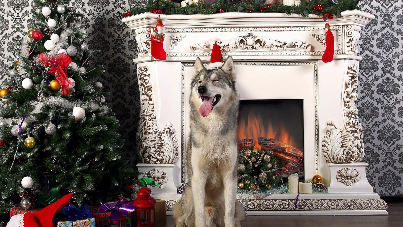 Обои новый год, елка, собака, хаски, камин, язык, new year, tree, dog, husky, fireplace, language разрешение 1920x1200 Загрузить