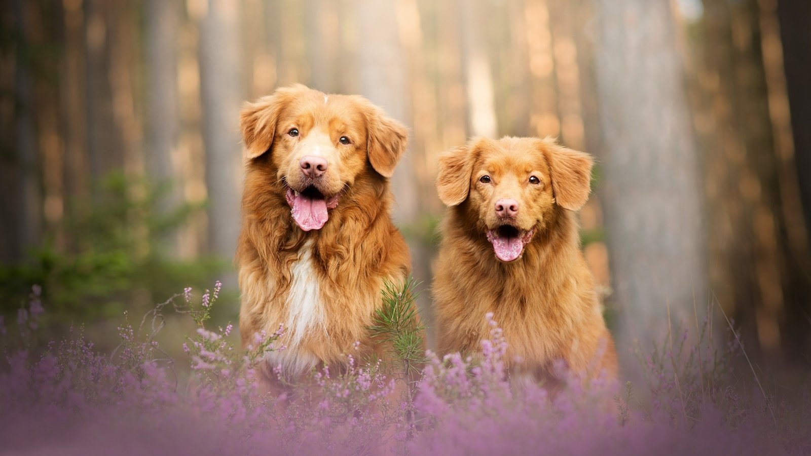 Обои цветы, язык, собаки, новошотландский ретривер, flowers, language, dogs, nova scotia duck tolling retriever разрешение 1920x1200 Загрузить