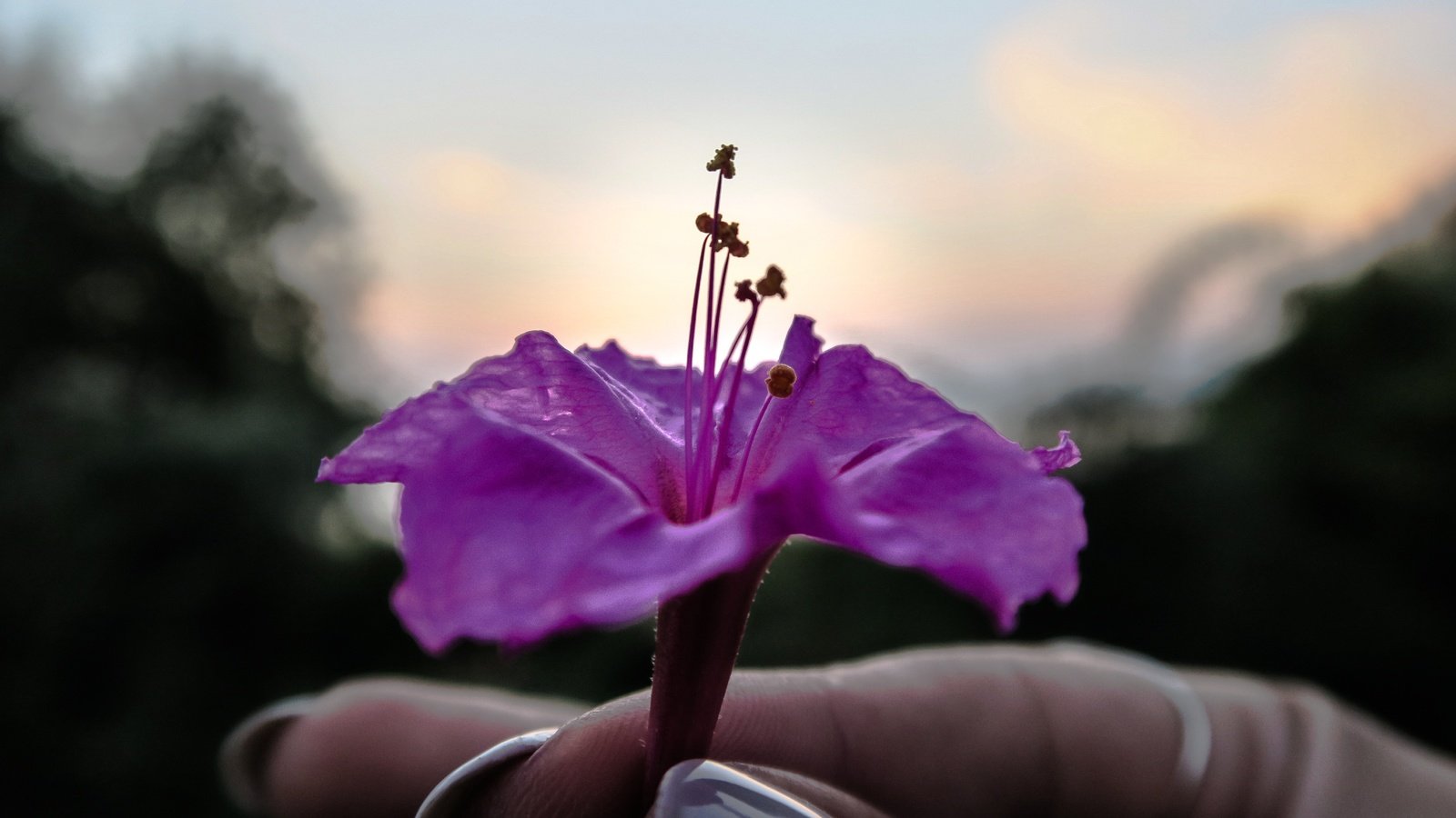 Обои рука, цветок, лепестки, фиолетовый, пальцы, маникюр, hand, flower, petals, purple, fingers, manicure разрешение 5472x3648 Загрузить