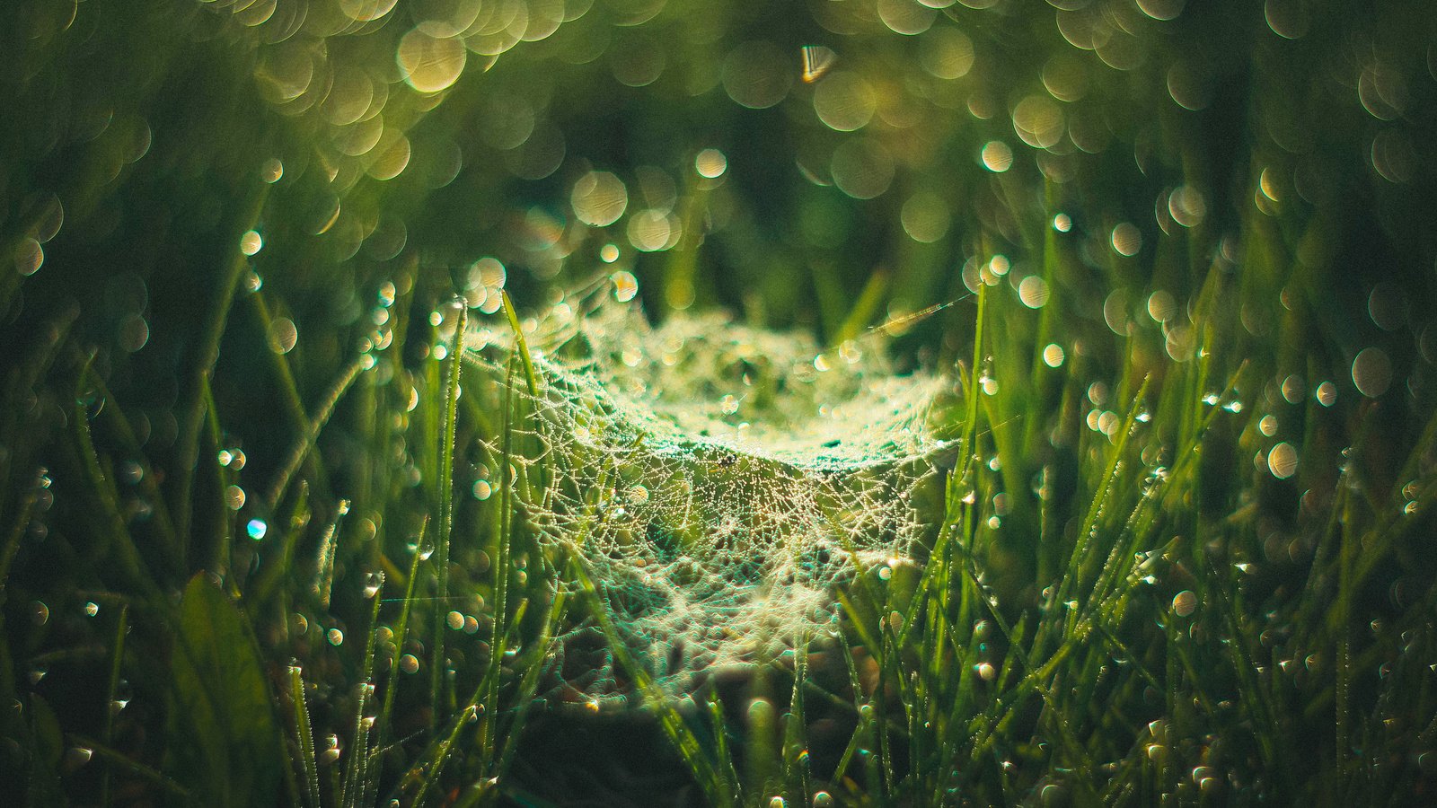 Обои трава, evgenia frolova, макро, утро, роса, капли, паутина, боке, паутинка, grass, macro, morning, rosa, drops, web, bokeh, gossamer разрешение 3840x2400 Загрузить