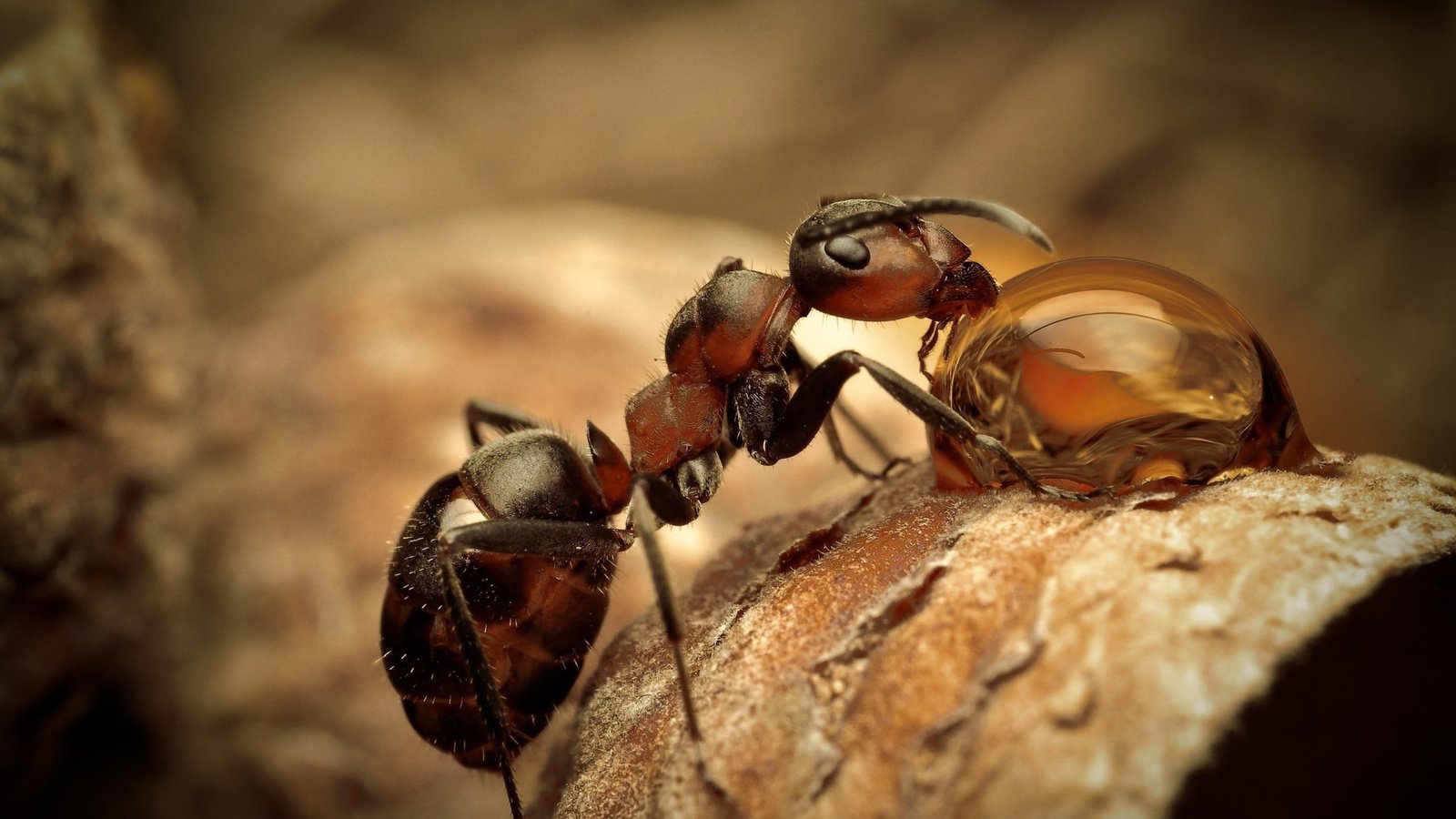 Обои макро, насекомое, капля, муравей, сухой лист, macro, insect, drop, ant, dry leaf разрешение 5120x3200 Загрузить