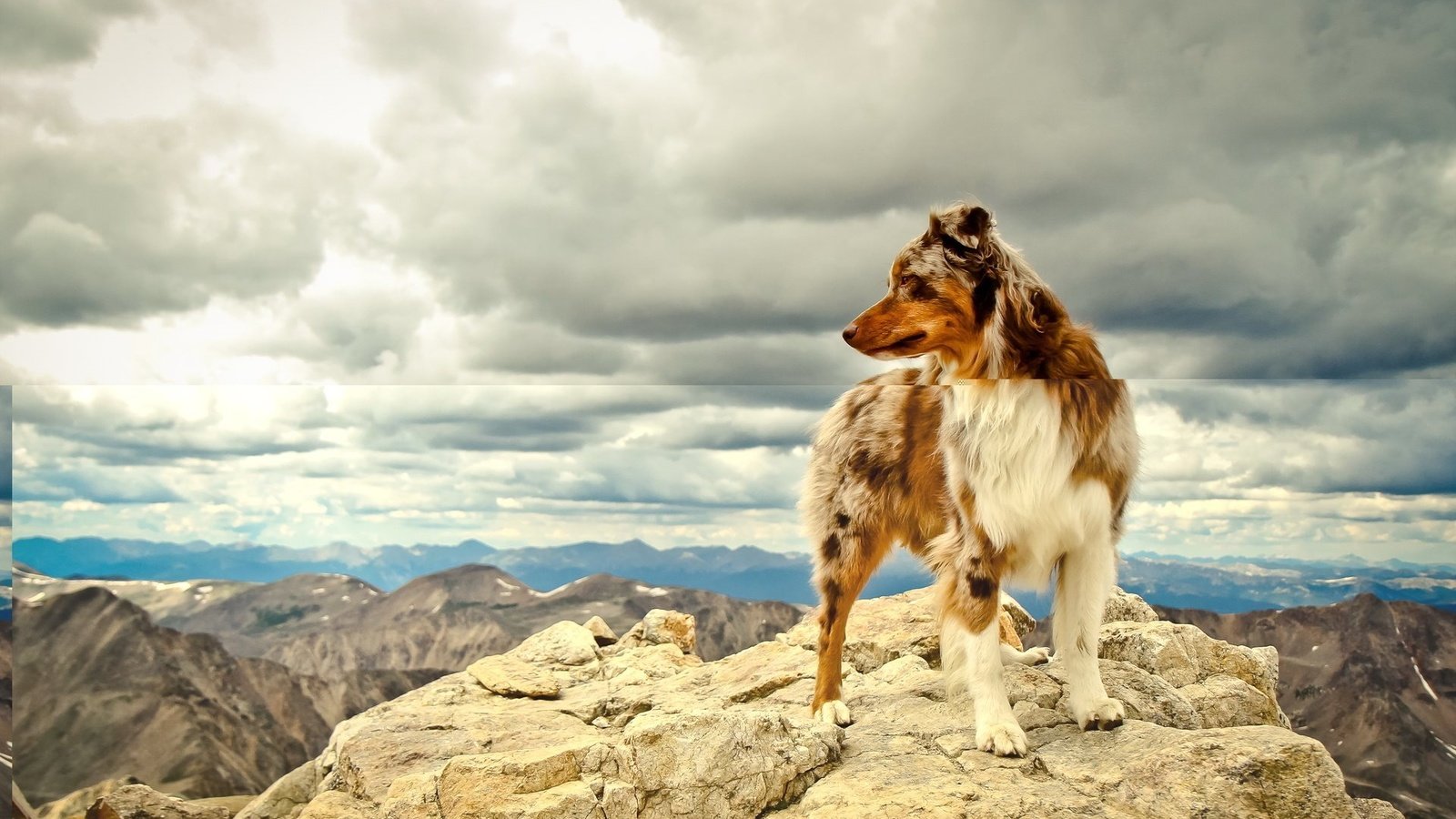 Обои небо, облака, горы, собака, австралийская овчарка, the sky, clouds, mountains, dog, australian shepherd разрешение 1920x1200 Загрузить