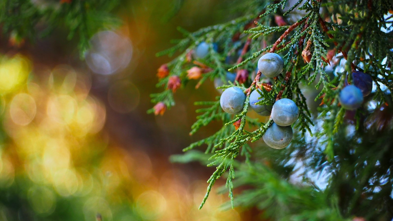 Обои макро, ветки, ягоды, плоды, можжевельник, macro, branches, berries, fruit, juniper разрешение 3840x2160 Загрузить