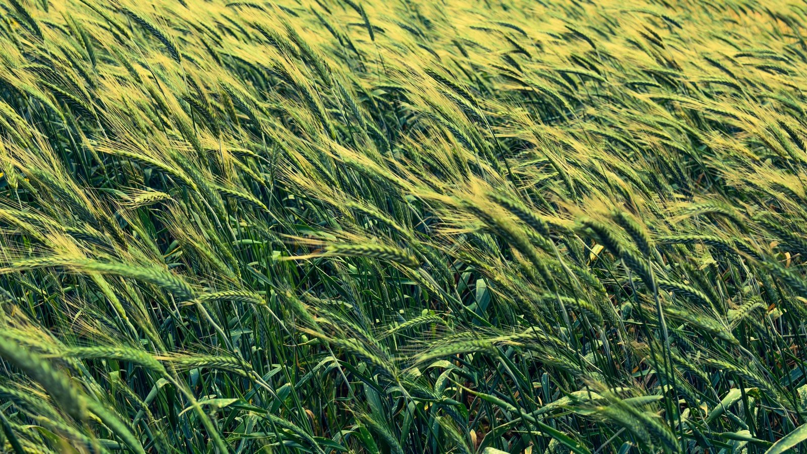 Обои поле, колосья, пшеница, злаки, ячмень, field, ears, wheat, cereals, barley разрешение 6000x4000 Загрузить