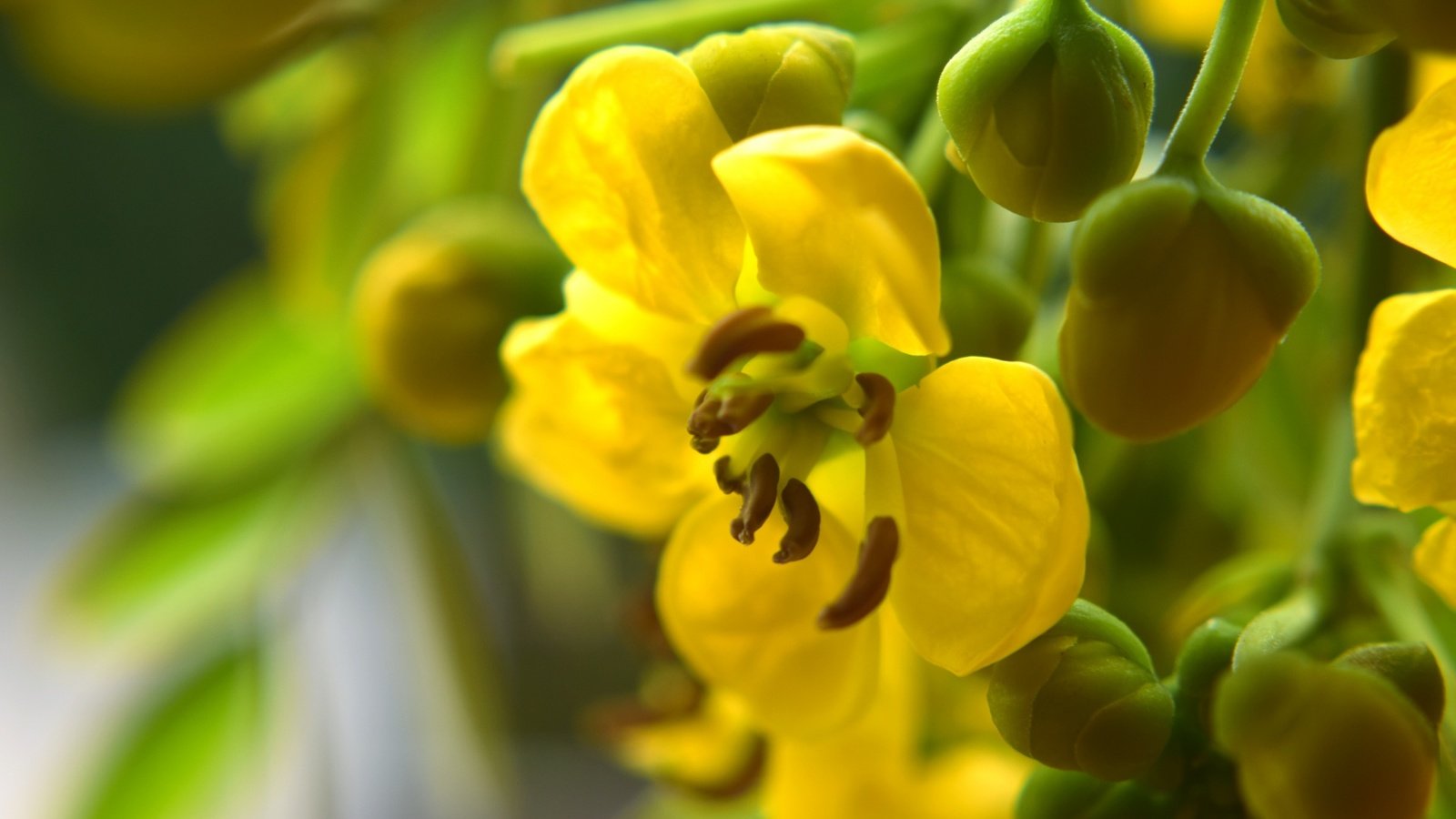 Обои желтый, бутоны, цветок, лепестки, лютик, yellow, buds, flower, petals, buttercup разрешение 1920x1280 Загрузить