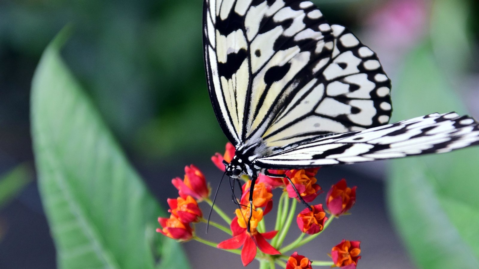 Обои насекомое, цветок, бабочка, крылья, insect, flower, butterfly, wings разрешение 5984x3328 Загрузить