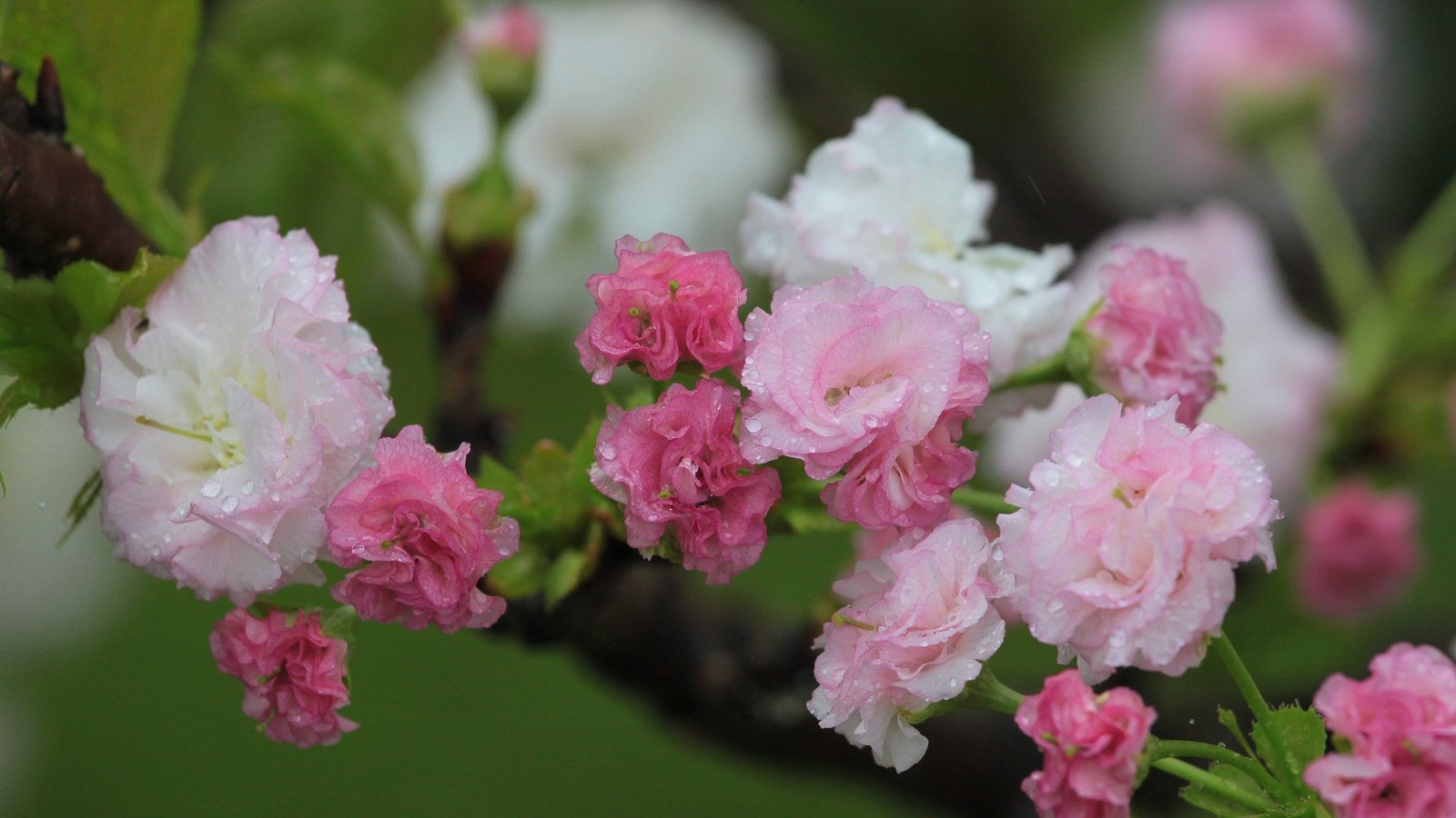 Обои цветы, цветение, весна, вишня, капли воды, flowers, flowering, spring, cherry, water drops разрешение 4752x3168 Загрузить