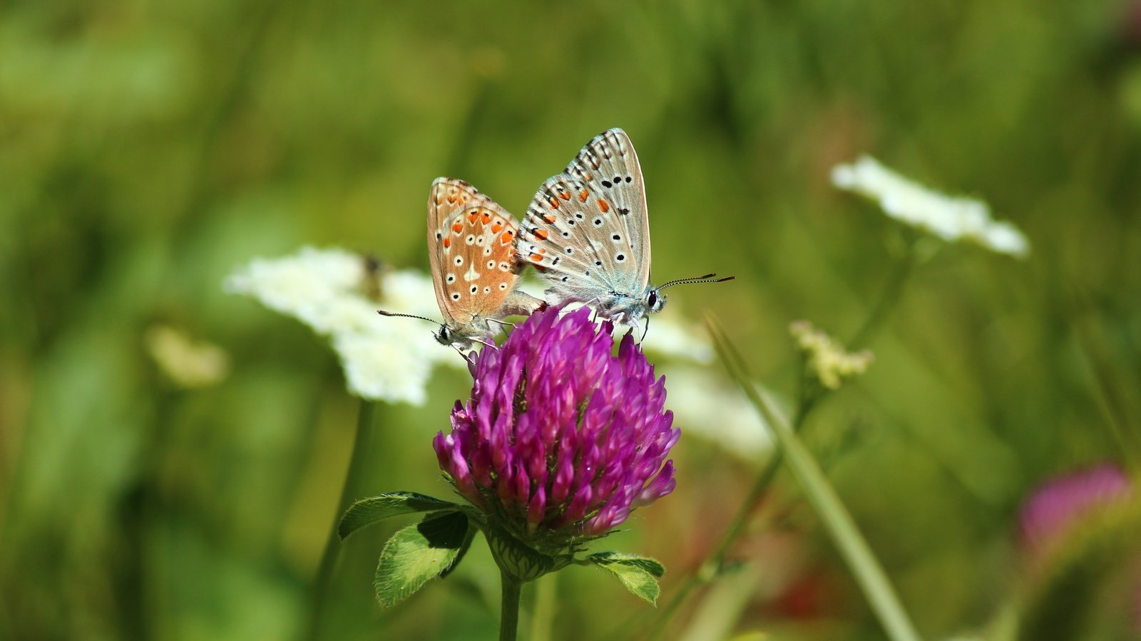 Обои цветы, клевер, насекомые, бабочки, flowers, clover, insects, butterfly разрешение 5184x3456 Загрузить