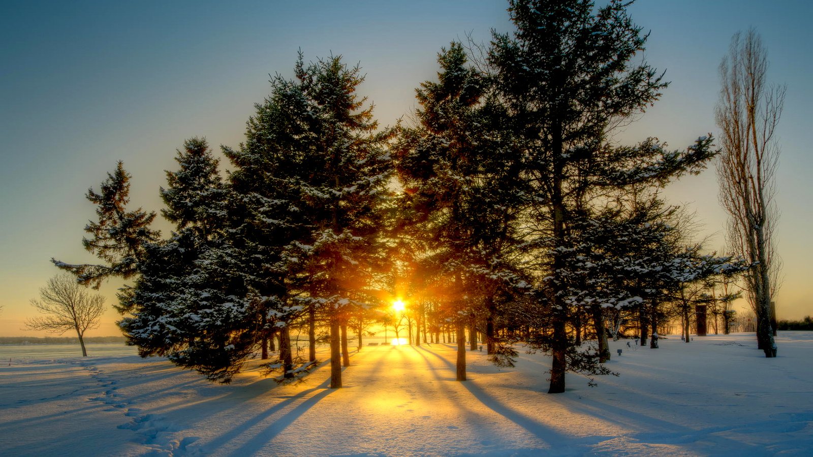 Обои солнце, снег, природа, лес, зима, рассвет, канада, viktor elizarov, the sun, snow, nature, forest, winter, dawn, canada разрешение 1920x1200 Загрузить
