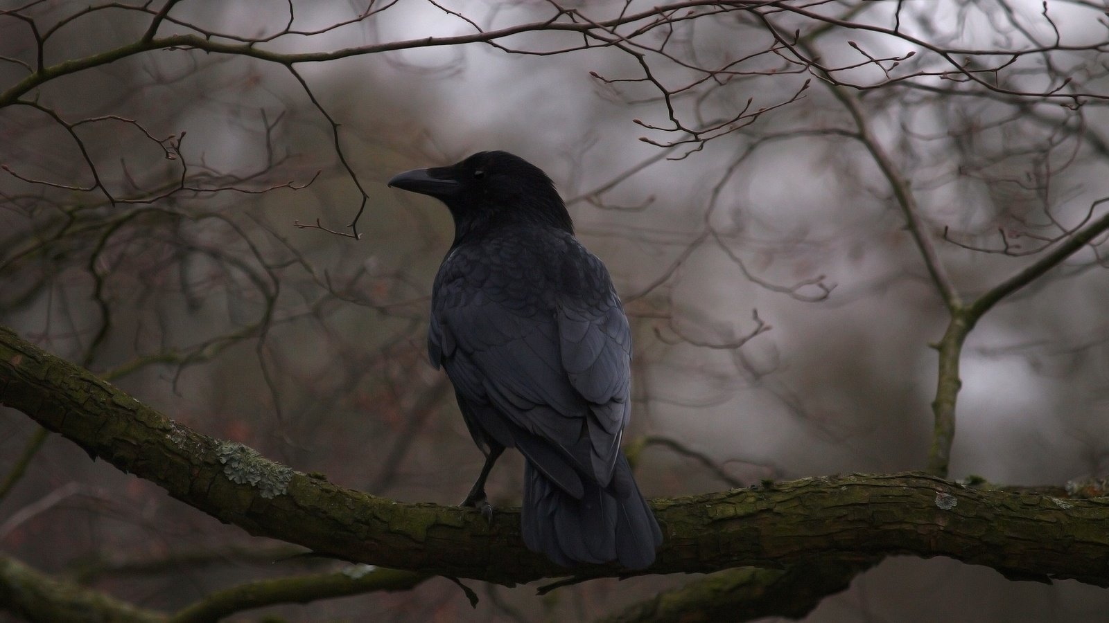 Обои дерево, ветки, птица, клюв, перья, ворон, ворона, tree, branches, bird, beak, feathers, raven, crow разрешение 2048x1536 Загрузить