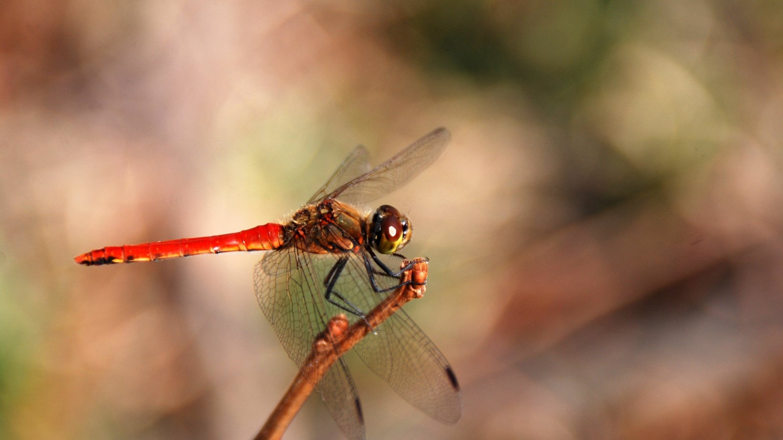 Обои макро, насекомое, крылья, размытость, стрекоза, macro, insect, wings, blur, dragonfly разрешение 3872x2592 Загрузить