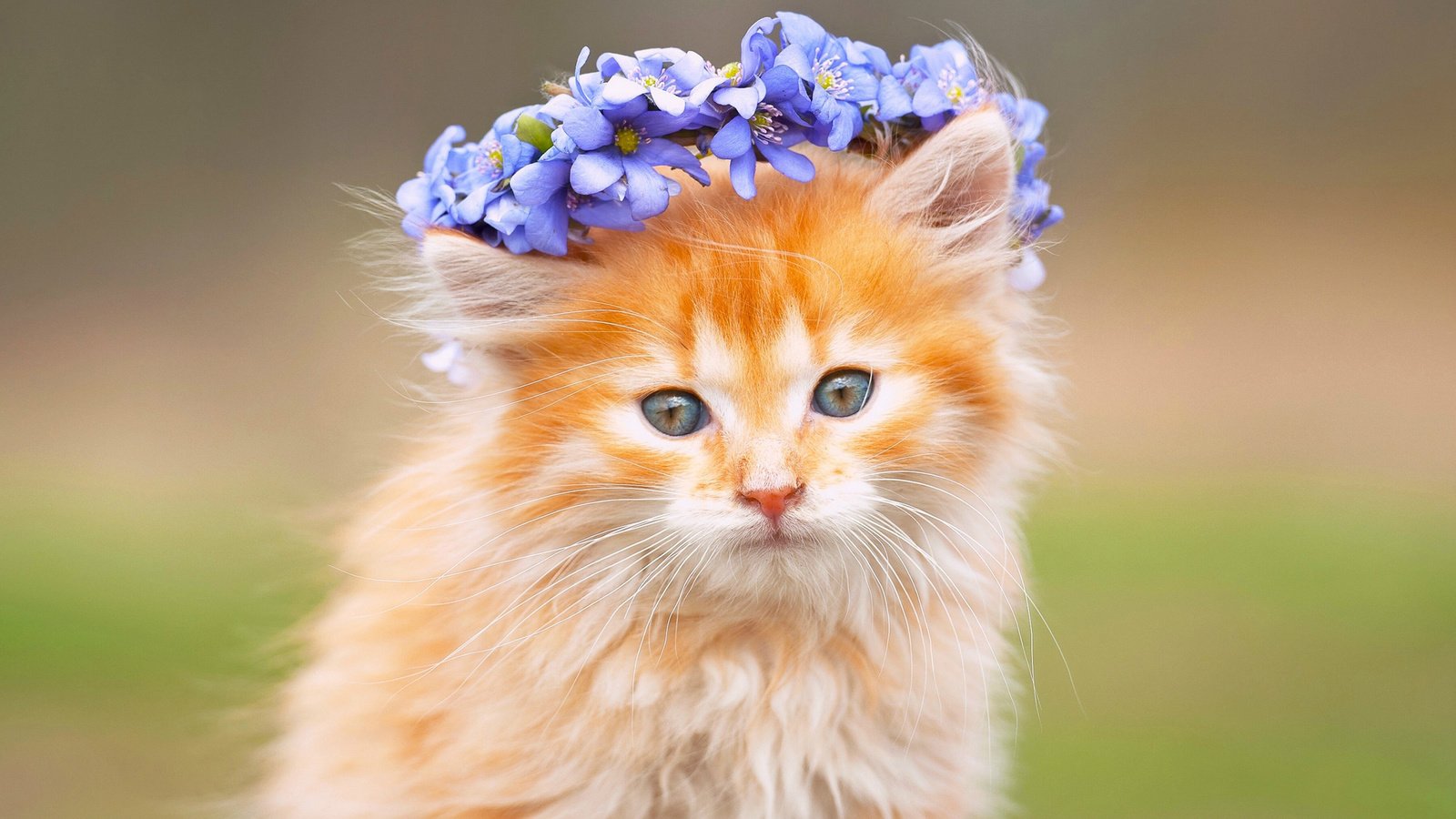 Обои цветы, кот, мордочка, усы, кошка, взгляд, рыжий, венок, flowers, cat, muzzle, mustache, look, red, wreath разрешение 2880x1800 Загрузить