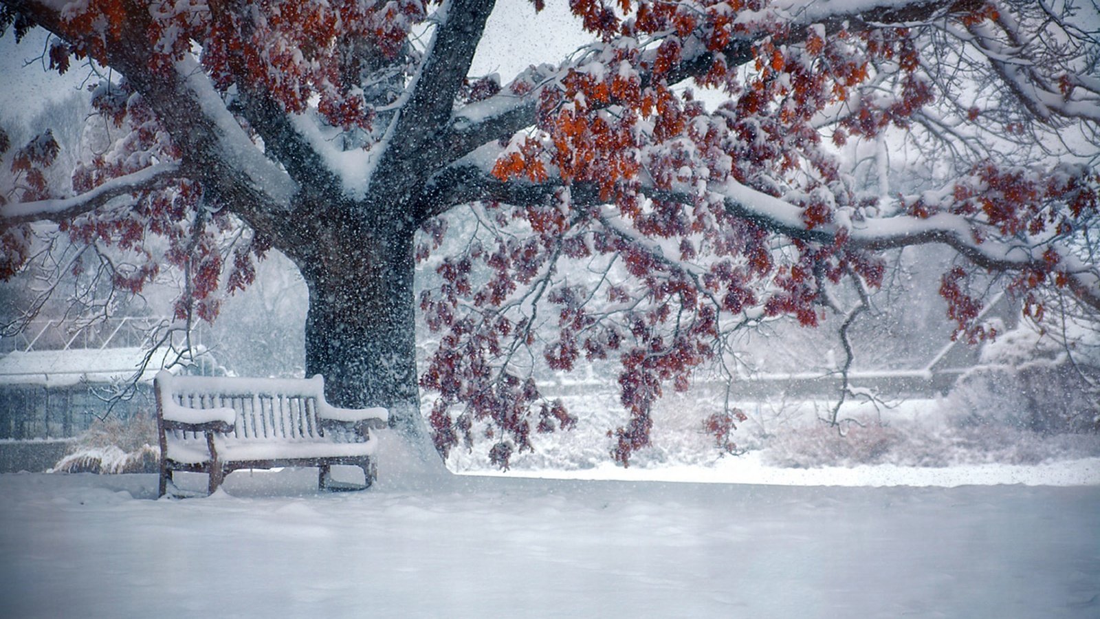 Обои снег, природа, дерево, листья, зима, парк, ветки, скамейка, snow, nature, tree, leaves, winter, park, branches, bench разрешение 1920x1200 Загрузить