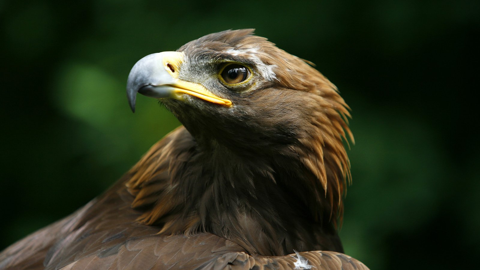 Обои орел, хищник, птица, клюв, беркут, голова, aquila chrysaetos, eagle, predator, bird, beak, head разрешение 1920x1200 Загрузить