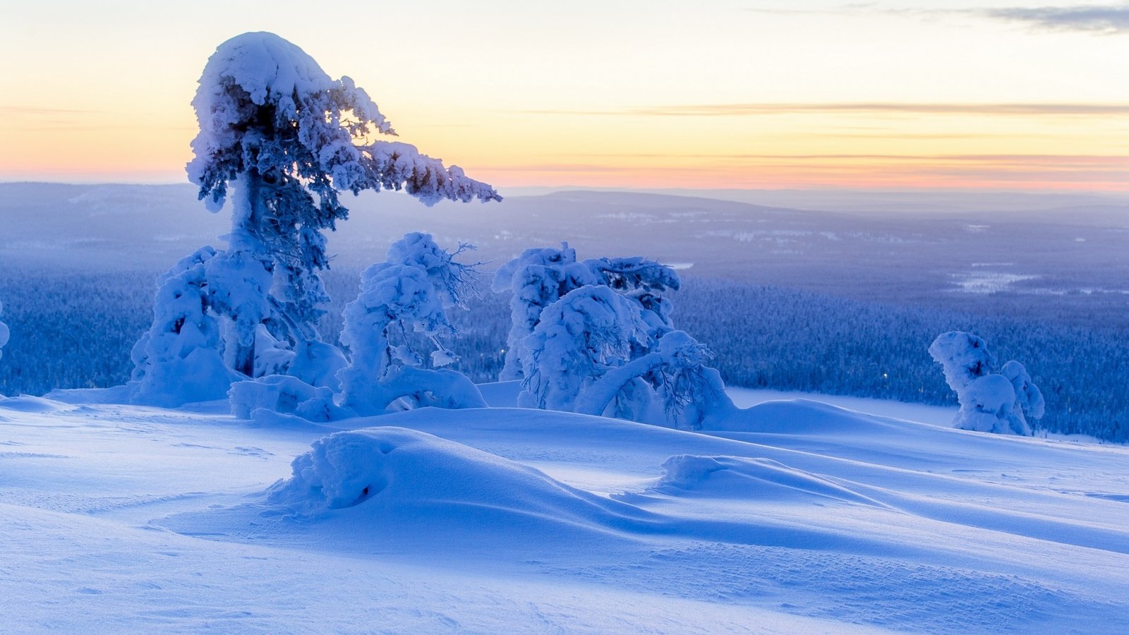 Обои небо, деревья, снег, природа, лес, зима, the sky, trees, snow, nature, forest, winter разрешение 2560x1600 Загрузить