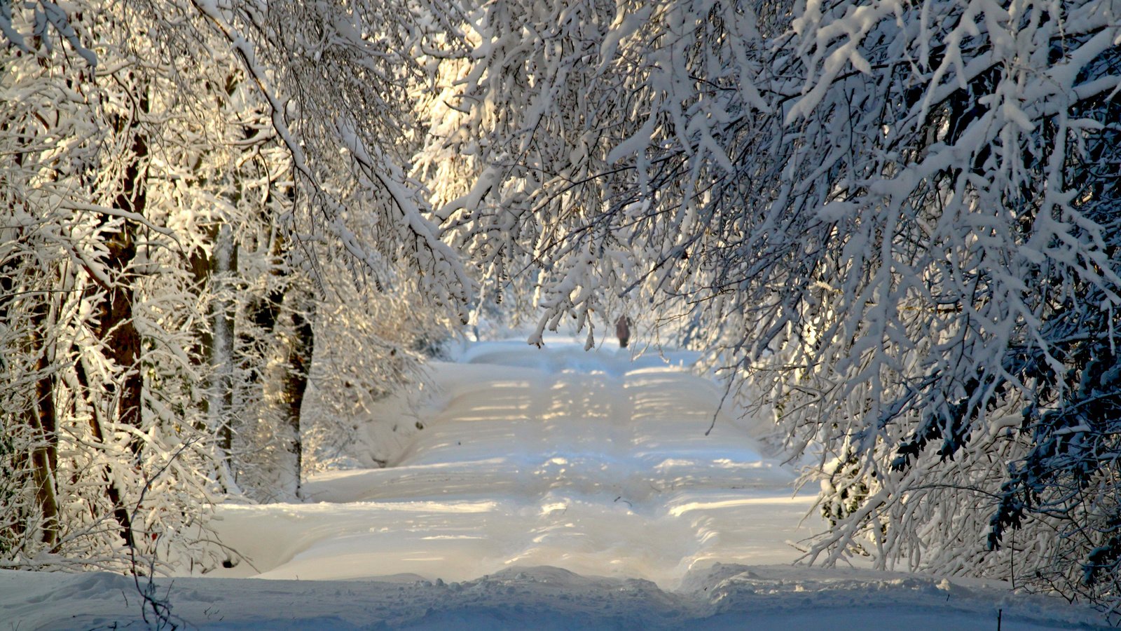 Обои дорога, деревья, снег, природа, лес, зима, ветки, иней, road, trees, snow, nature, forest, winter, branches, frost разрешение 3840x2400 Загрузить