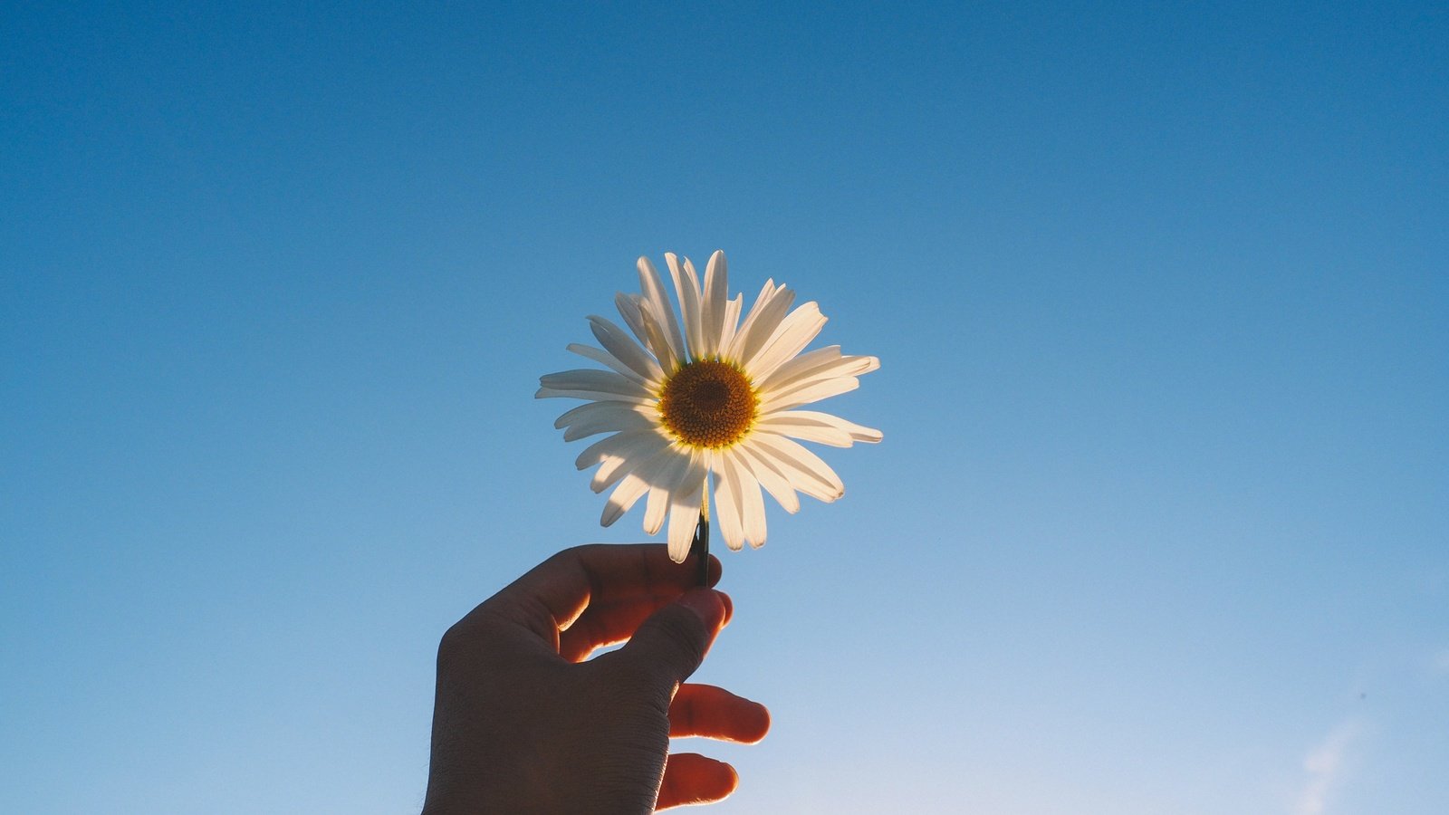 Обои рука, цветок, лепестки, ромашка, голубое небо, hand, flower, petals, daisy, blue sky разрешение 4608x2592 Загрузить