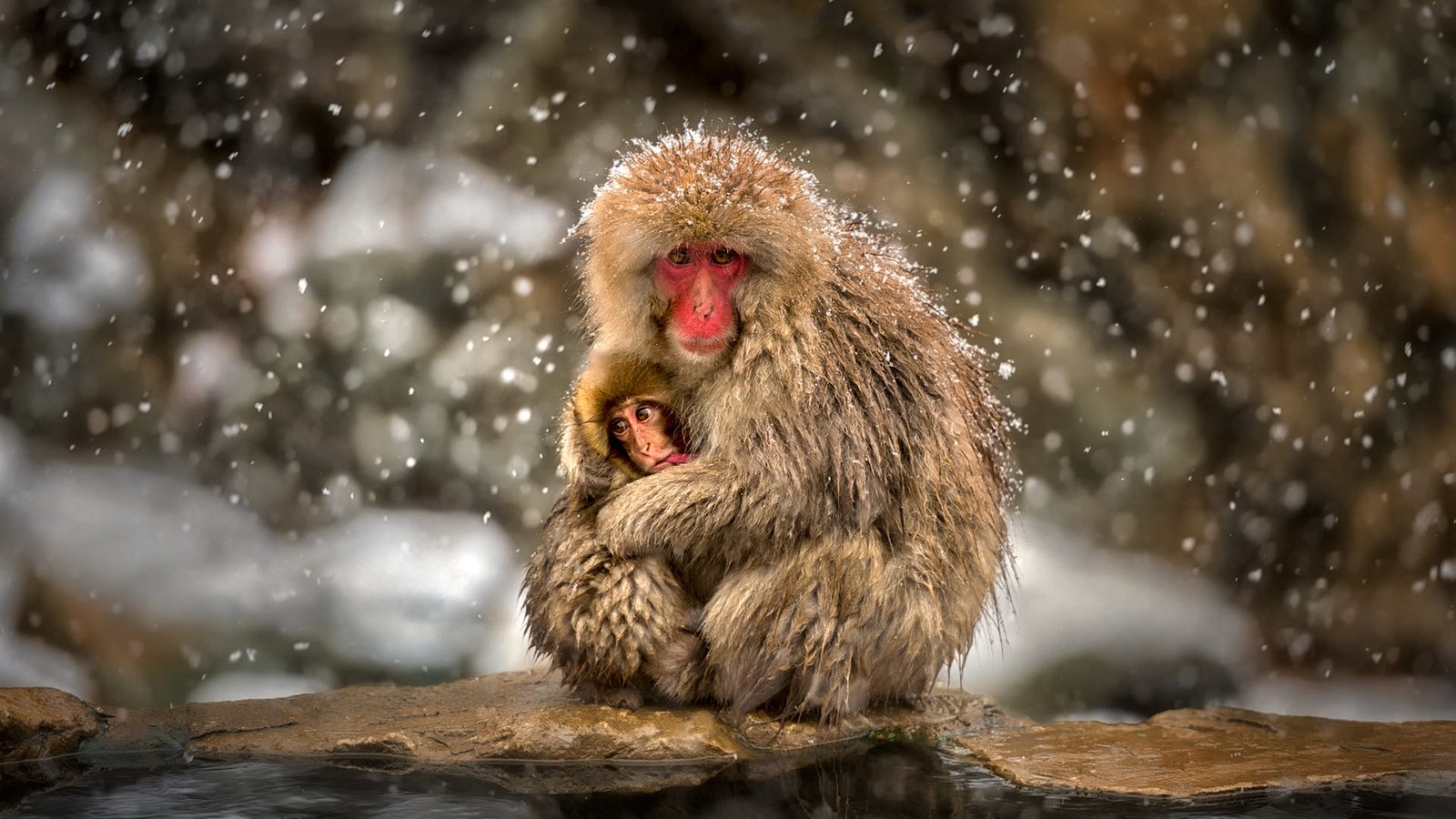 Обои макаки, детеныш, обезьяны, снегопад, японский макак, снежная обезьяна, macaques, cub, monkey, snowfall, japanese macaques, a snow monkey разрешение 1920x1280 Загрузить
