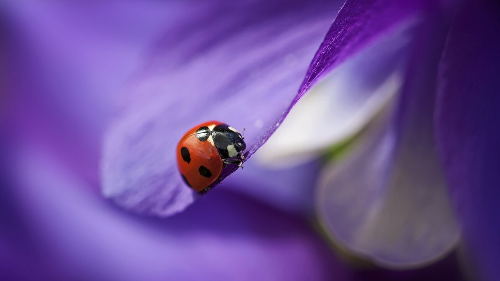 Обои макро, насекомое, цветок, лепестки, божья коровка, размытость, macro, insect, flower, petals, ladybug, blur разрешение 3840x2160 Загрузить