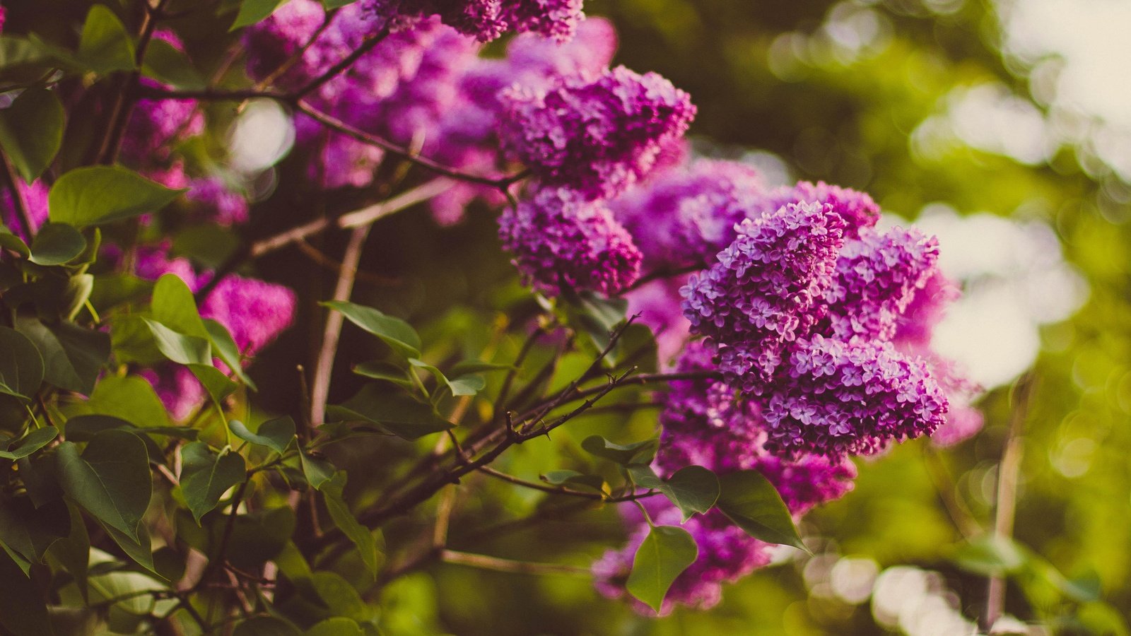 Обои цветы, цветение, ветки, весна, сирень, боке, flowers, flowering, branches, spring, lilac, bokeh разрешение 4545x3059 Загрузить