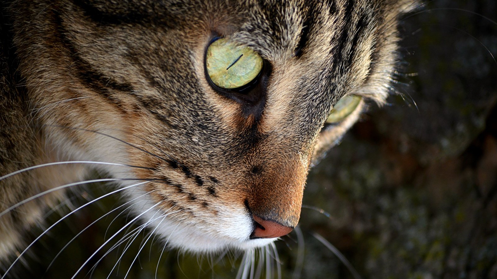 Обои кот, мордочка, усы, кошка, взгляд, зеленые глаза, cat, muzzle, mustache, look, green eyes разрешение 4000x2649 Загрузить