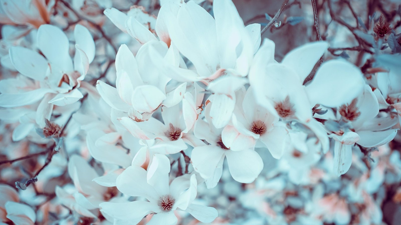 Обои цветы, цветение, ветки, весна, магнолия, flowers, flowering, branches, spring, magnolia разрешение 3936x2624 Загрузить