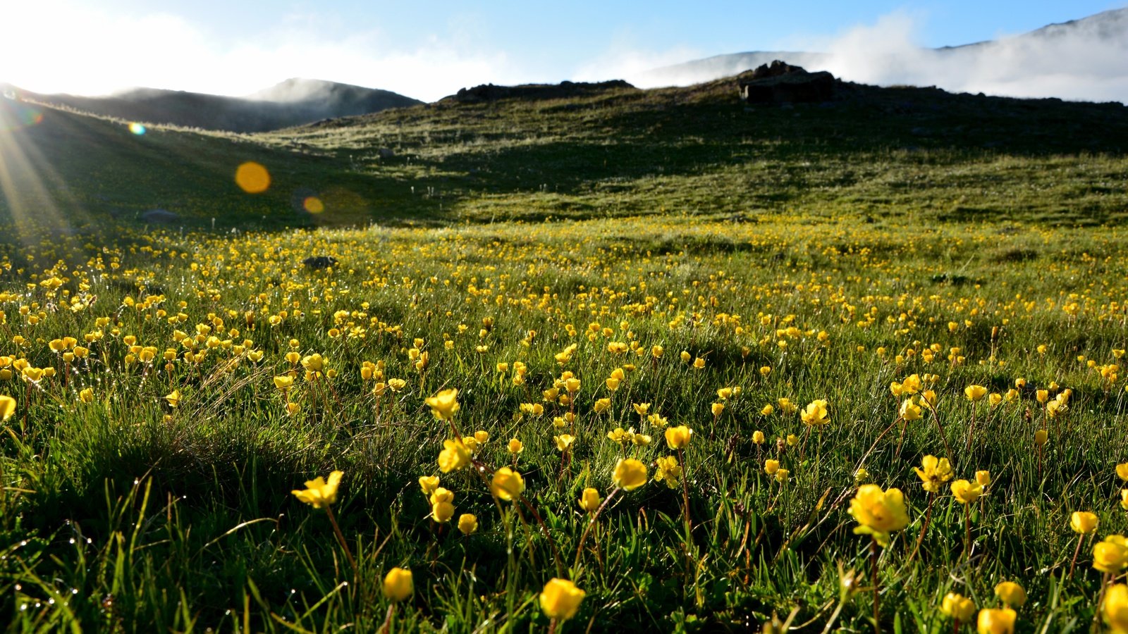 Обои небо, трава, холмы, пейзаж, лето, луг, желтые цветы, the sky, grass, hills, landscape, summer, meadow, yellow flowers разрешение 6000x4000 Загрузить