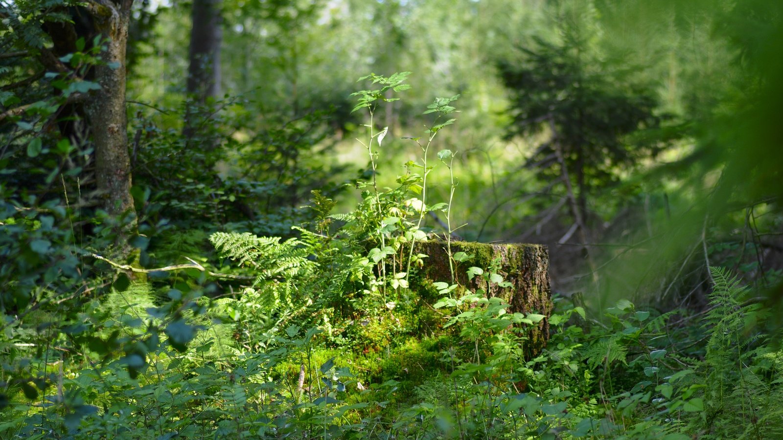 Обои трава, деревья, природа, растения, лес, пень, солнечный свет, grass, trees, nature, plants, forest, stump, sunlight разрешение 4288x2848 Загрузить