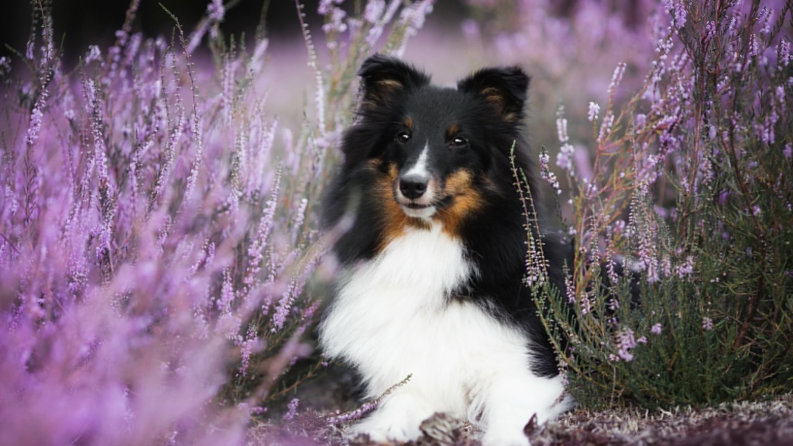 Обои цветы, собака, боке, вереск, шелти, aleksandra kielreuter, шетландская овчарка, flowers, dog, bokeh, heather, sheltie, shetland sheepdog разрешение 2048x1287 Загрузить