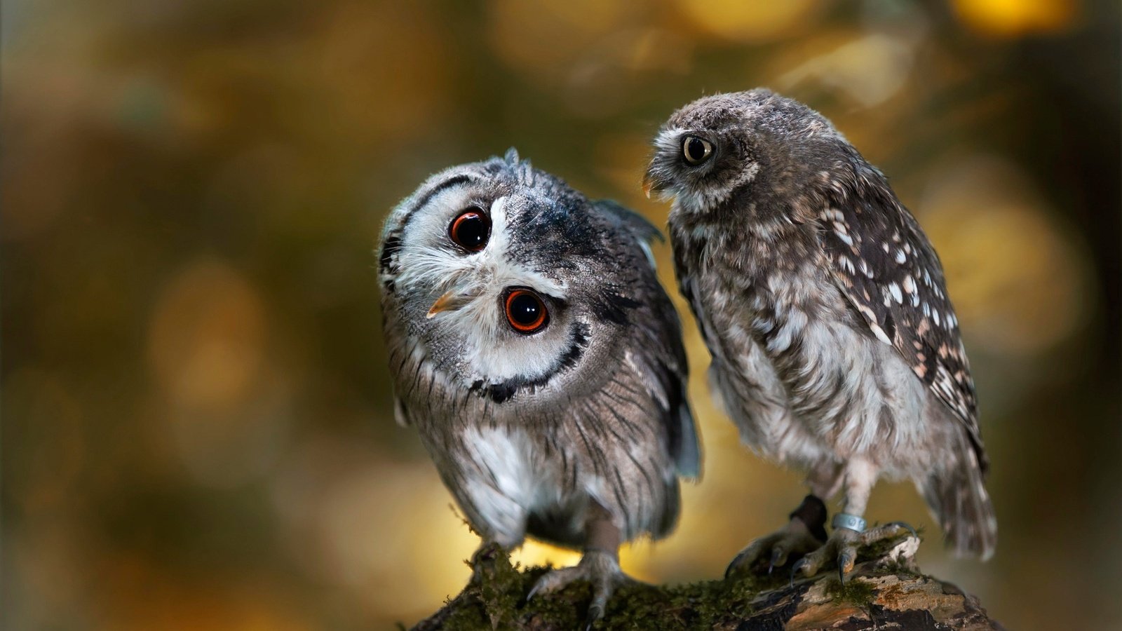 Обои сова, природа, птицы, парочка, коряга, боке, совы, anja ellinger, owl, nature, birds, a couple, snag, bokeh, owls разрешение 2000x1333 Загрузить