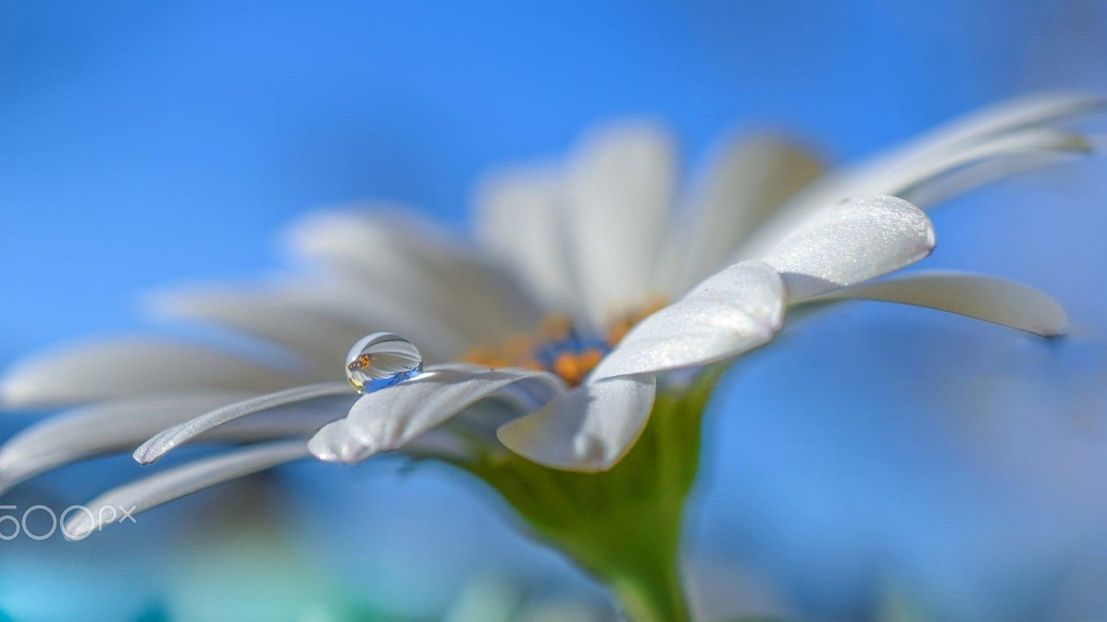 Обои небо, макро, цветок, капля, лепестки, белый, ромашка, aylin in the dropland, the sky, macro, flower, drop, petals, white, daisy разрешение 2097x1080 Загрузить